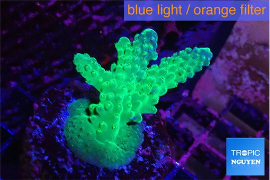 Acropora humilis green & yellow polyps Fijii 2-3 cm WYSIWYG acclimaté