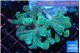 Seriatopora caliendrum green 4-5 cm WYSIWYG acclimaté