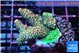 Acropora mango 3-5 cm WYSIWYG acclimaté