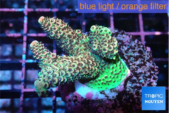 Acropora mango 3-5 cm WYSIWYG acclimaté