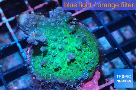 Acropora green purple 3-5 cm WYSIWYG acclimaté