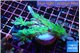 Acropora green purple 5-6 cm WYSIWYG acclimaté