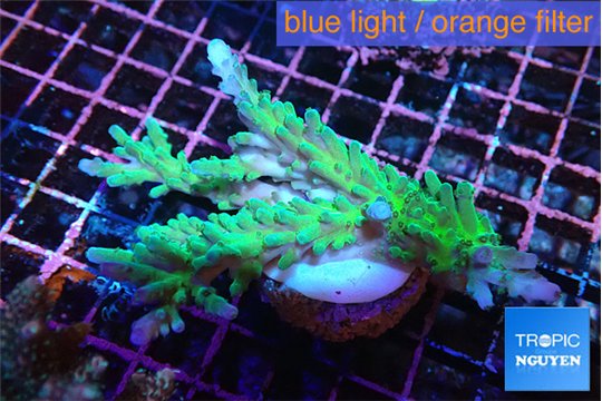 Acropora green purple 5-6 cm WYSIWYG acclimaté