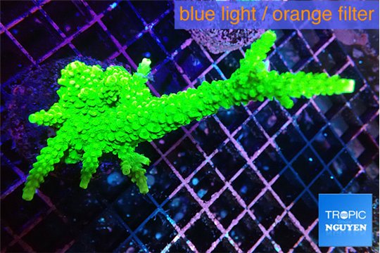 Acropora neon green 5-7 cm WYSIWYG acclimaté