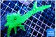 Acropora neon green 5-7 cm WYSIWYG acclimaté