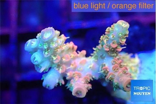 Acropora orange pink & neon green toxic polyps Fijii premium 2-3 cm WYSIWYG acclimaté