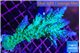 Acropora green & blue tip Fijii 5-7 cm WYSIWYG acclimaté