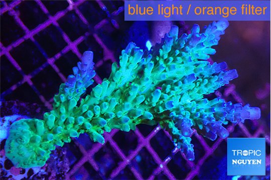 Acropora green & blue tip Fijii 5-7 cm WYSIWYG acclimaté