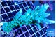 Acropora green & blue tip Fijii 5-7 cm WYSIWYG acclimaté