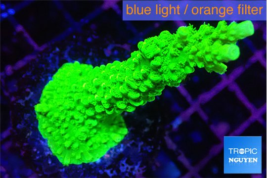 Acropora neon green 4-6 cm WYSIWYG acclimaté