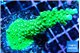Acropora neon green 4-6 cm WYSIWYG acclimaté