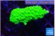 Acropora neon green 3-4 cm WYSIWYG acclimaté