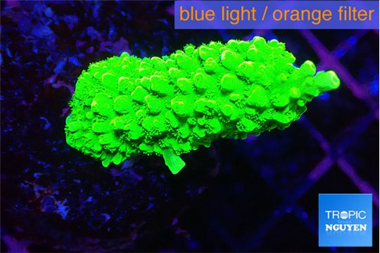 Acropora neon green 3-4 cm WYSIWYG acclimaté