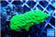 Acropora neon green 3-4 cm WYSIWYG acclimaté
