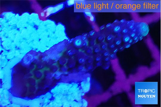 Acropora humilis purple frag 3-4 cm WYSIWYG acclimaté