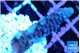 Acropora humilis purple frag 3-4 cm WYSIWYG acclimaté