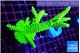 Acropora neon green 7-10 cm WYSIWYG acclimaté