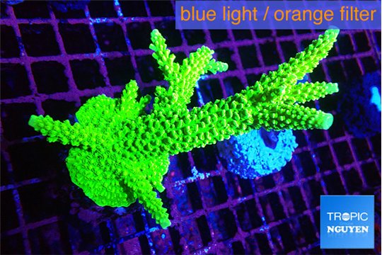 Acropora neon green 7-10 cm WYSIWYG acclimaté