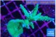 Acropora green purple 6-9 cm WYSIWYG acclimaté