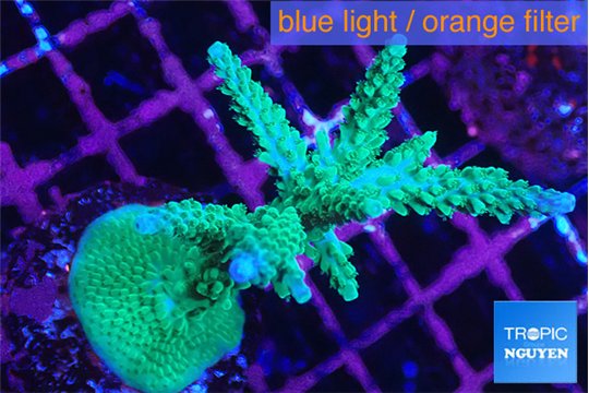 Acropora green purple 6-9 cm WYSIWYG acclimaté
