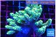Acropora gold 7-11 cm WYSIWYG acclimaté