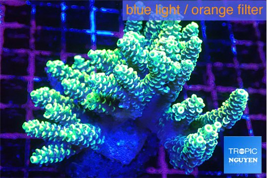 Acropora gold 7-11 cm WYSIWYG acclimaté