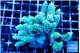 Acropora gold 7-11 cm WYSIWYG acclimaté