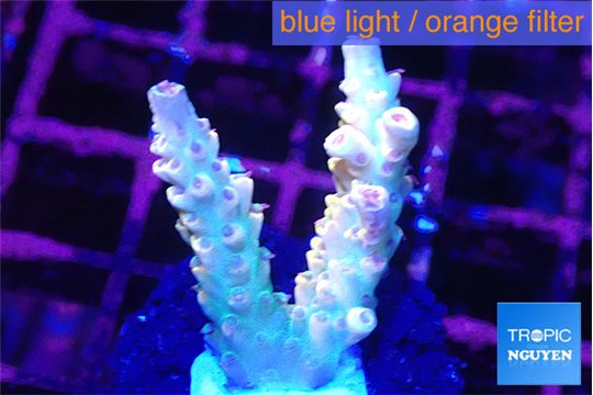 Acropora cherry pop Fijii premium 2-4 cm WYSIWYG acclimaté
