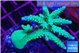 Acropora green purple 6-9 cm WYSIWYG acclimaté