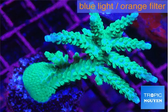 Acropora green purple 6-9 cm WYSIWYG acclimaté