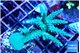 Acropora green purple 6-9 cm WYSIWYG acclimaté