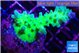 Acropora green & blue tip Fijii 4-6 cm WYSIWYG acclimaté