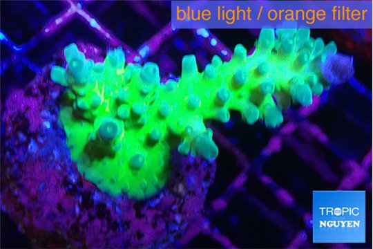 Acropora green & blue tip Fijii 4-6 cm WYSIWYG acclimaté