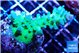 Acropora green & blue tip Fijii 4-6 cm WYSIWYG acclimaté