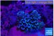 Acropora tenuis purple blue 1-2 cm WYSIWYG acclimaté