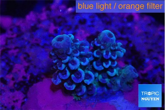 Acropora tenuis purple blue 1-2 cm WYSIWYG acclimaté