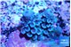 Acropora tenuis purple blue 1-2 cm WYSIWYG acclimaté
