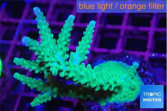 Acropora green & purple tip 5-7 cm WYSIWYG acclimaté
