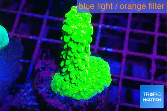 Acropora neon green 3-4 cm WYSIWYG acclimaté