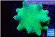 Sarcophyton green body long polyps 7-14 cm WYSIWYG acclimaté