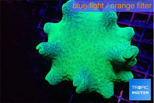 Sarcophyton green body long polyps 7-14 cm WYSIWYG acclimaté