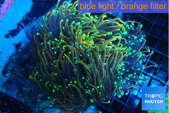 Euphyllia glabrescens holly grail torch 7-14 cm WYSIWYG acclimaté