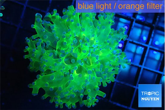 Euphyllia yayaemaensis green & purple tip 5-7 cm WYSIWYG acclimaté