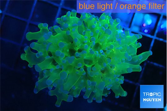 Euphyllia yayaemaensis green & purple tip 4-5 cm WYSIWYG acclimaté