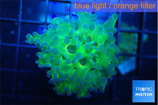 Euphyllia yayaemaensis green & purple tip 3-5 cm WYSIWYG acclimaté