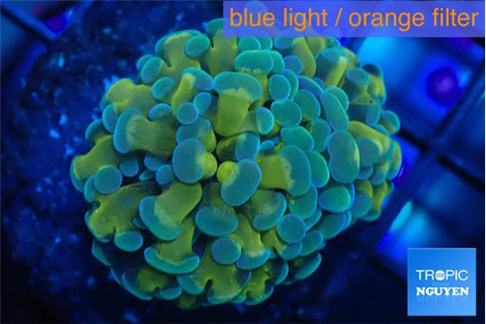 Euphyllia paraancora orange purple 2 polyps WYSIWYG acclimaté