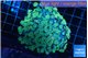 Alveopora green 4-6 cm WYSIWYG acclimaté