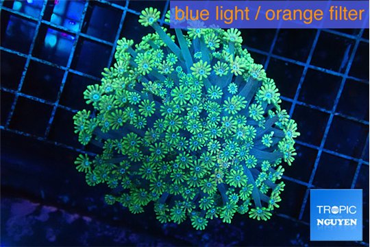 Alveopora green 4-6 cm WYSIWYG acclimaté