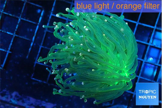 Euphyllia glabrescens green & pink tip 4-6 cm WYSIWYG acclimaté