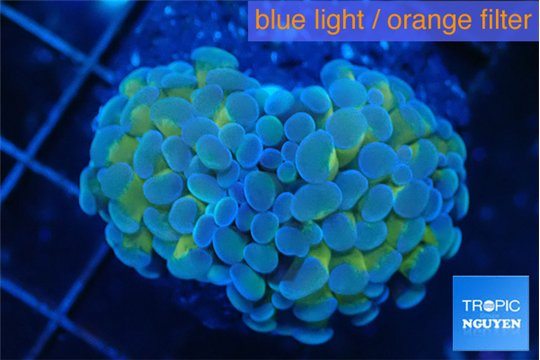 Euphyllia paraancora orange purple 2 polyps WYSIWYG acclimaté
